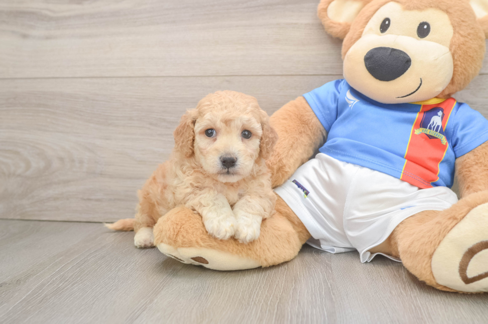 5 week old Poochon Puppy For Sale - Florida Fur Babies