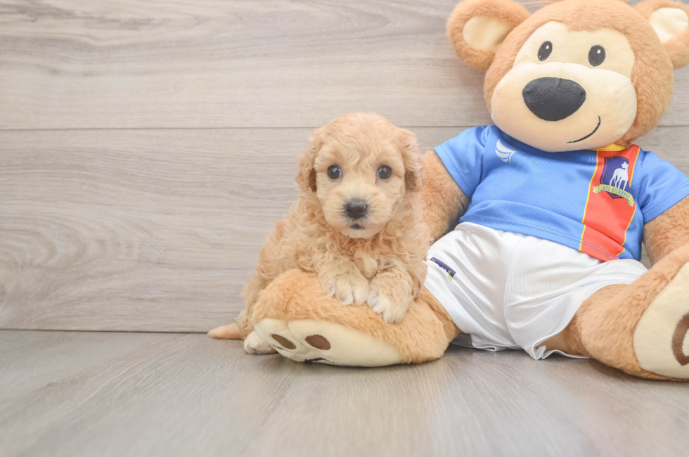 5 week old Poochon Puppy For Sale - Florida Fur Babies