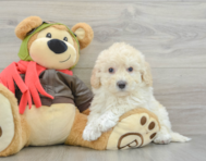 6 week old Poochon Puppy For Sale - Florida Fur Babies