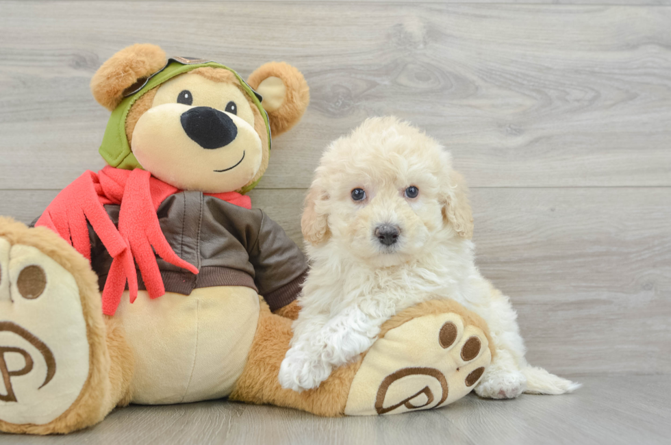 7 week old Poochon Puppy For Sale - Florida Fur Babies