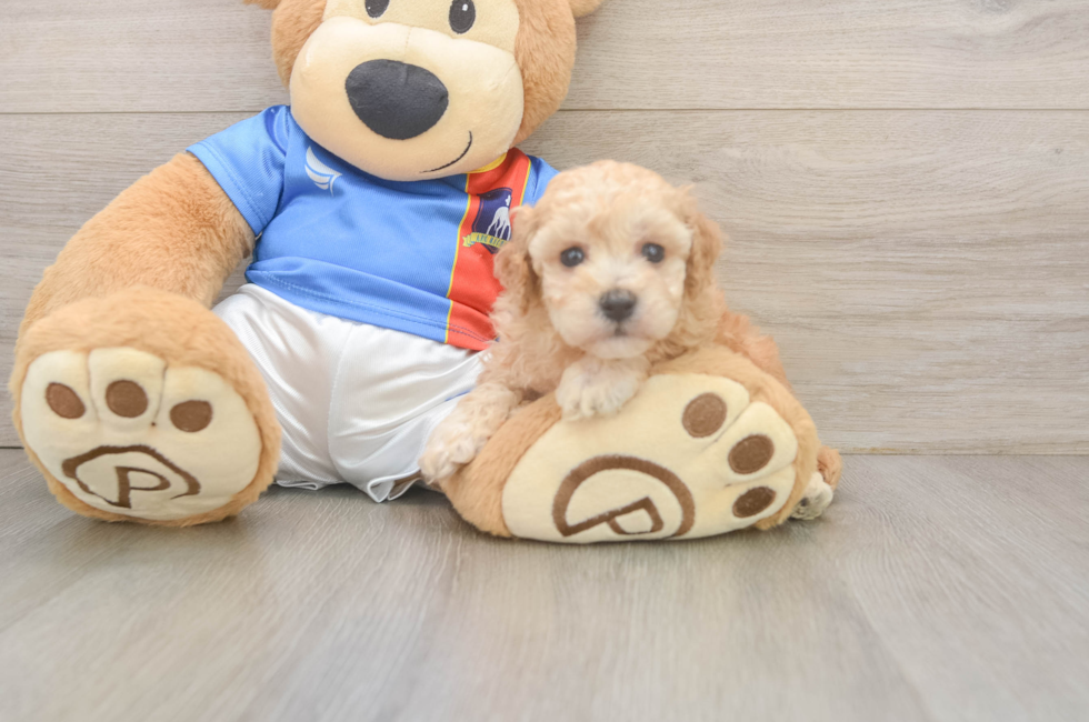 5 week old Poochon Puppy For Sale - Florida Fur Babies