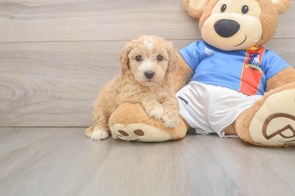 5 week old Poochon Puppy For Sale - Florida Fur Babies