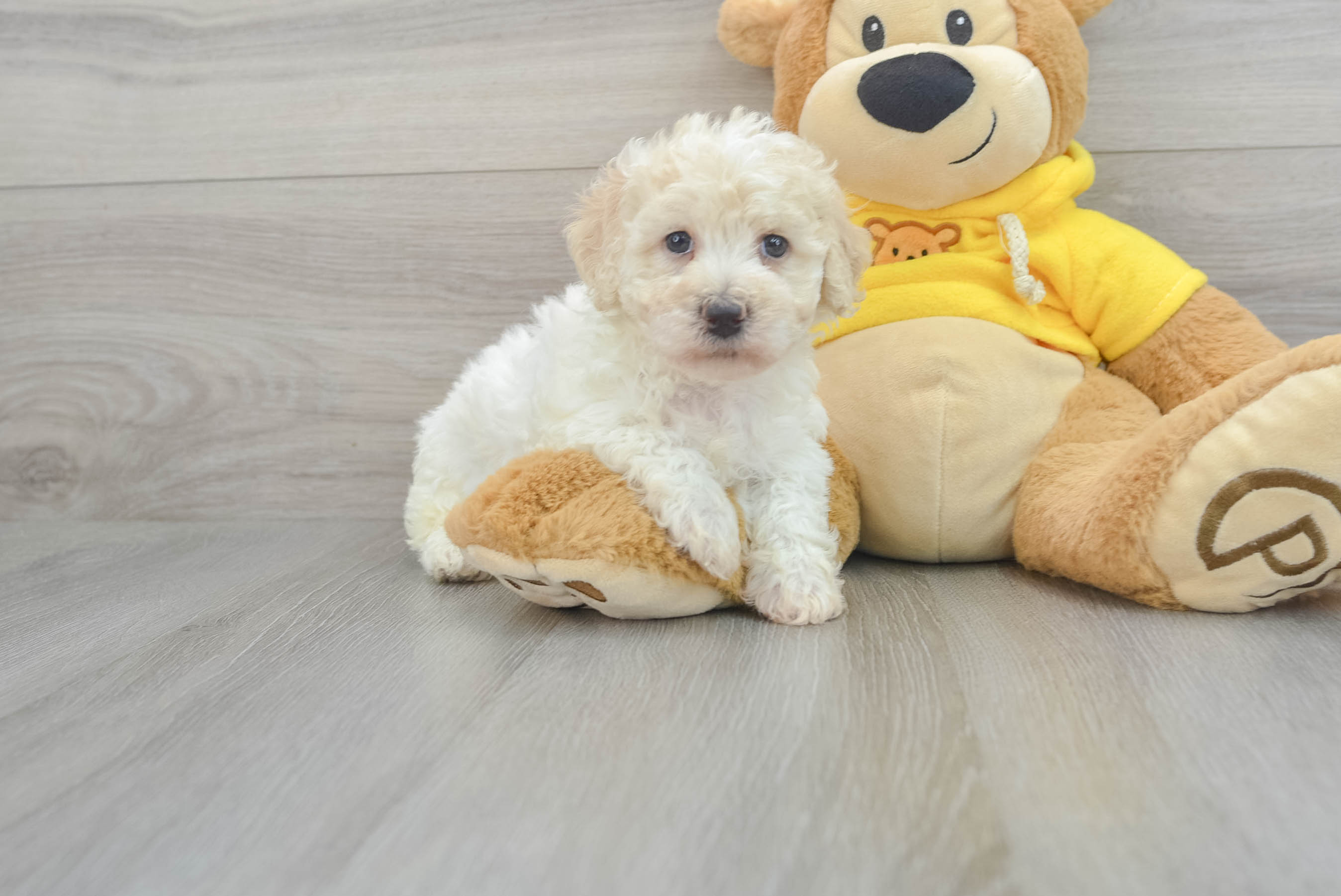 Poochon puppies best sale for sale