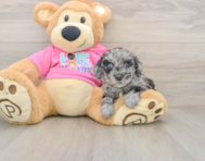 5 week old Poochon Puppy For Sale - Florida Fur Babies