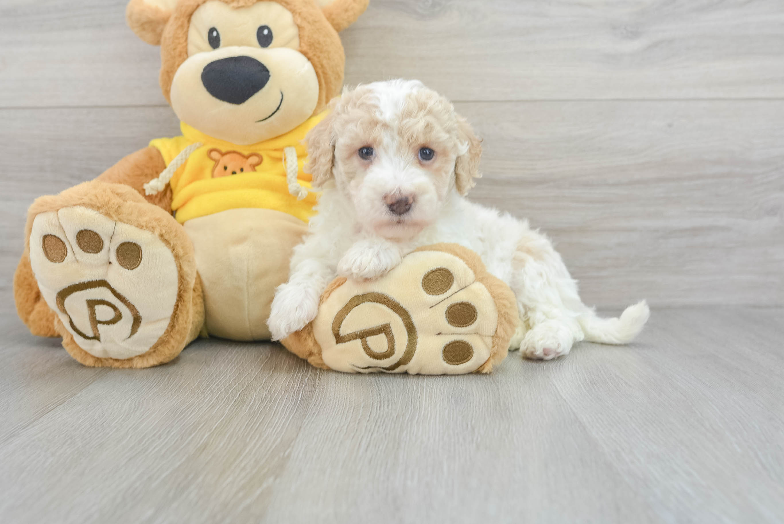 Poochon hot sale for adoption