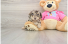 Adorable Bichpoo Poodle Mix Puppy