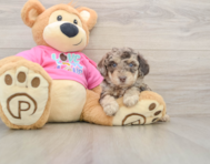 5 week old Poochon Puppy For Sale - Florida Fur Babies