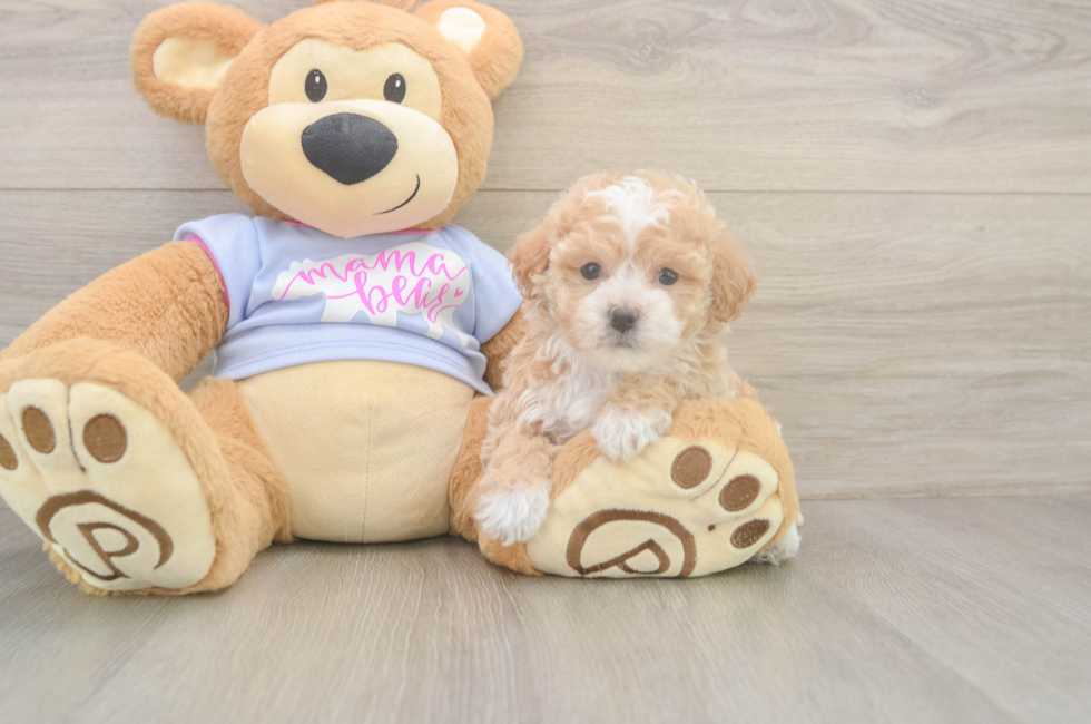 5 week old Poochon Puppy For Sale - Florida Fur Babies