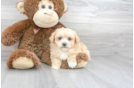 Meet Uma - our Poochon Puppy Photo 1/3 - Florida Fur Babies