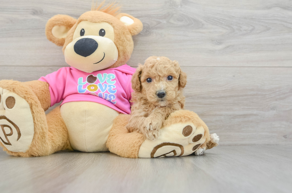 5 week old Poochon Puppy For Sale - Florida Fur Babies