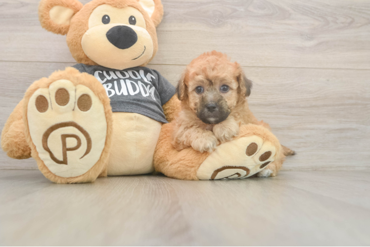Poochon Puppy for Adoption