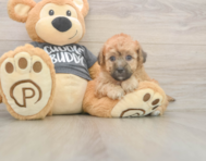 7 week old Poochon Puppy For Sale - Florida Fur Babies