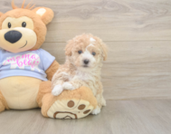 7 week old Poochon Puppy For Sale - Florida Fur Babies