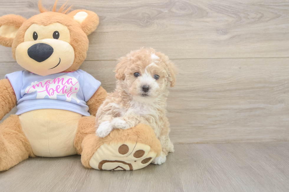 5 week old Poochon Puppy For Sale - Florida Fur Babies