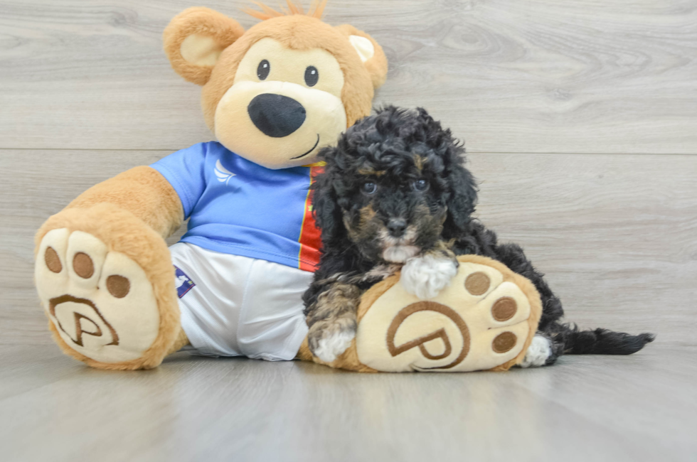 5 week old Poochon Puppy For Sale - Florida Fur Babies