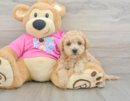 6 week old Poochon Puppy For Sale - Florida Fur Babies