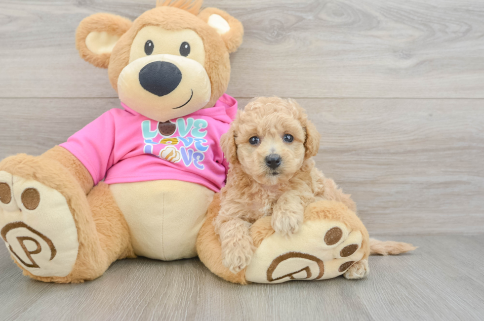5 week old Poochon Puppy For Sale - Florida Fur Babies
