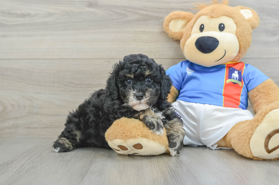 5 week old Poochon Puppy For Sale - Florida Fur Babies