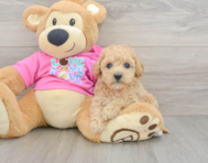6 week old Poochon Puppy For Sale - Florida Fur Babies