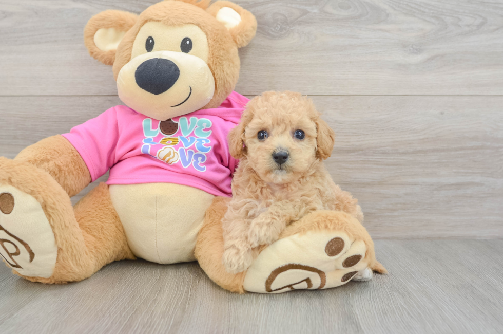 5 week old Poochon Puppy For Sale - Florida Fur Babies