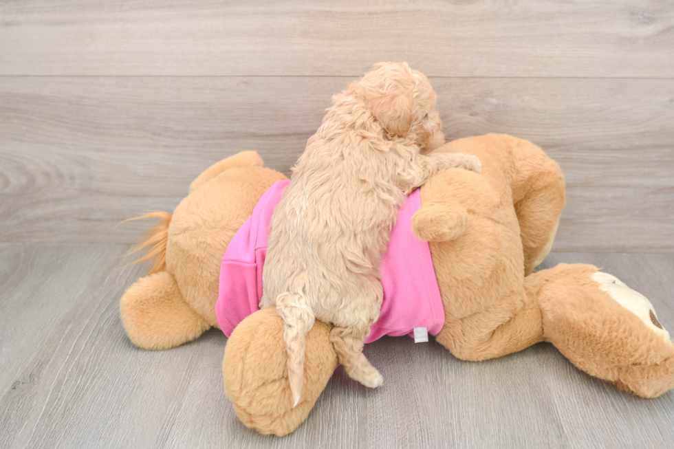 Smart Poochon Poodle Mix Pup