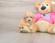 6 week old Poochon Puppy For Sale - Florida Fur Babies