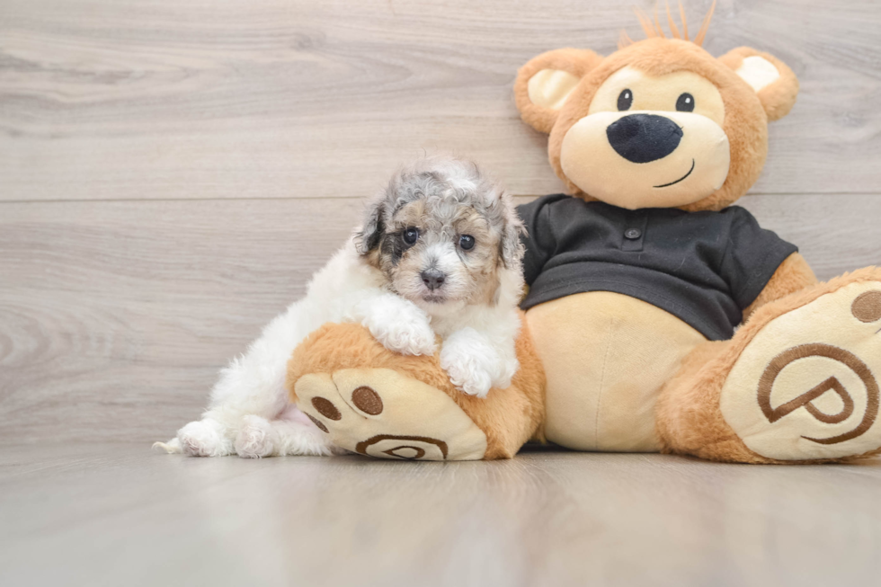 Poochon Puppy for Adoption