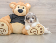 5 week old Poochon Puppy For Sale - Florida Fur Babies