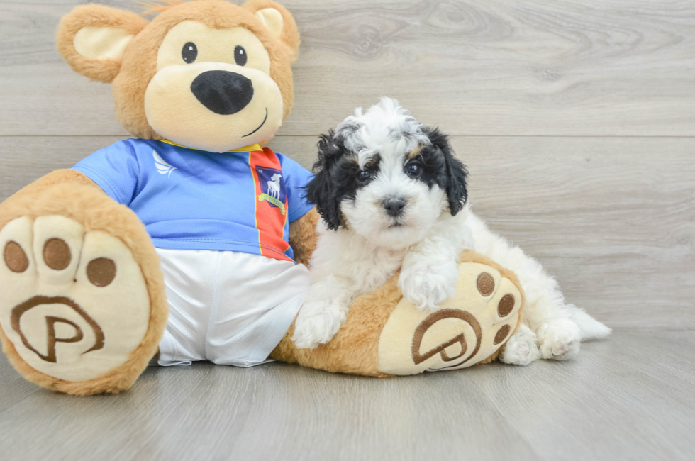 5 week old Poochon Puppy For Sale - Florida Fur Babies