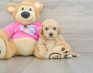 6 week old Poochon Puppy For Sale - Florida Fur Babies