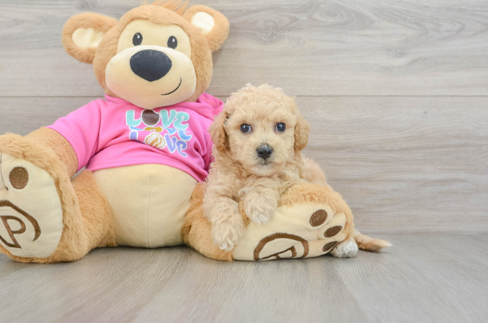 5 week old Poochon Puppy For Sale - Florida Fur Babies