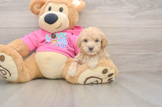 Fluffy Poochon Poodle Mix Pup