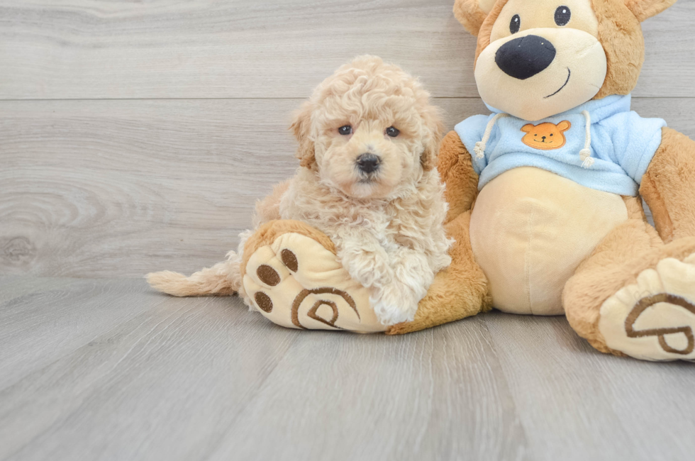 8 week old Poochon Puppy For Sale - Florida Fur Babies