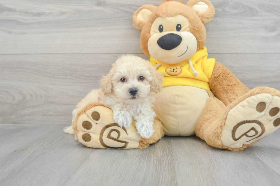 8 week old Poochon Puppy For Sale - Florida Fur Babies