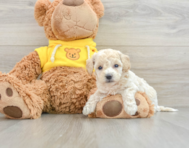 7 week old Poochon Puppy For Sale - Florida Fur Babies