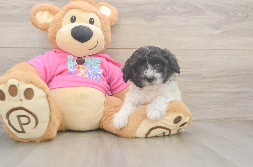 5 week old Poochon Puppy For Sale - Florida Fur Babies