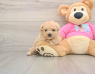7 week old Poochon Puppy For Sale - Florida Fur Babies
