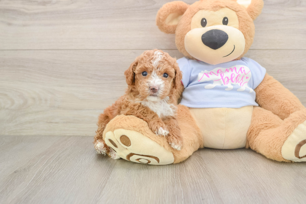 Friendly Poochon Baby