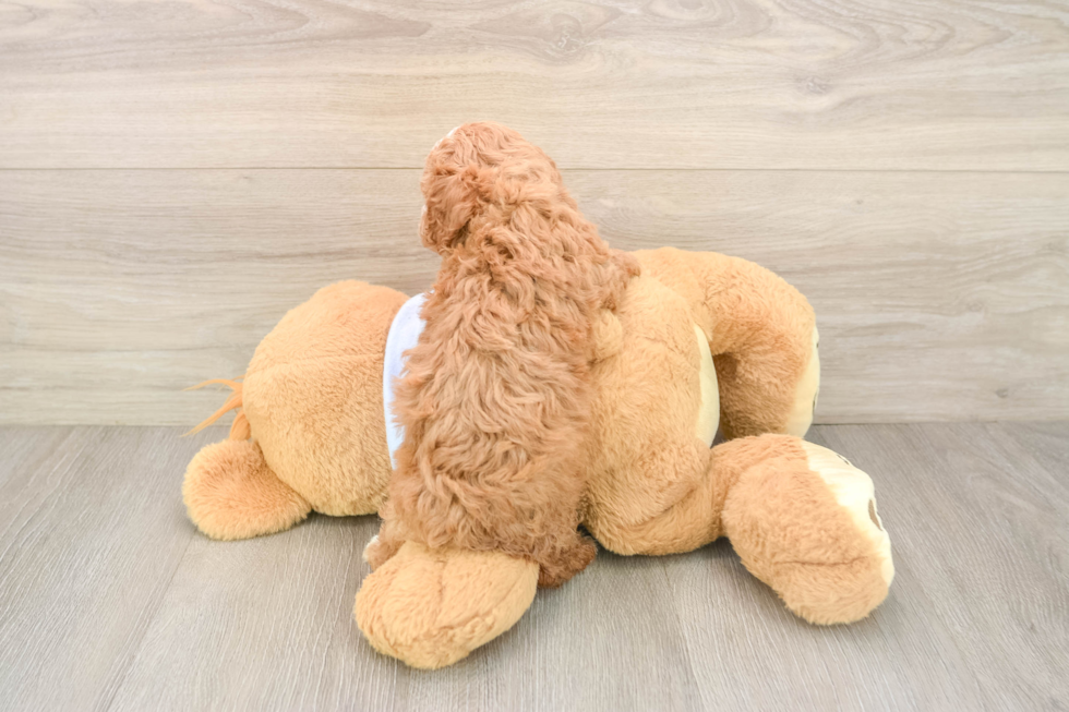 Poochon Puppy for Adoption