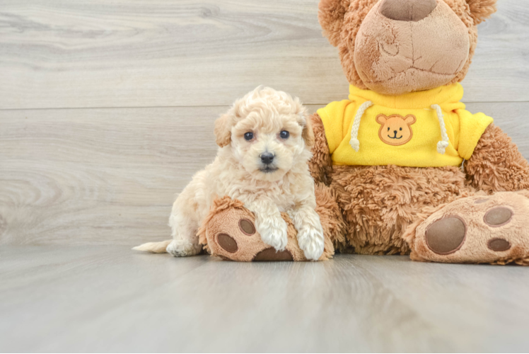 Funny Poochon Poodle Mix Pup