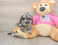 7 week old Poochon Puppy For Sale - Florida Fur Babies