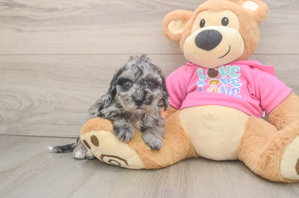 5 week old Poochon Puppy For Sale - Florida Fur Babies