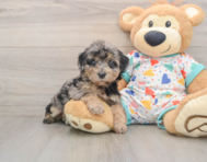 6 week old Poochon Puppy For Sale - Florida Fur Babies