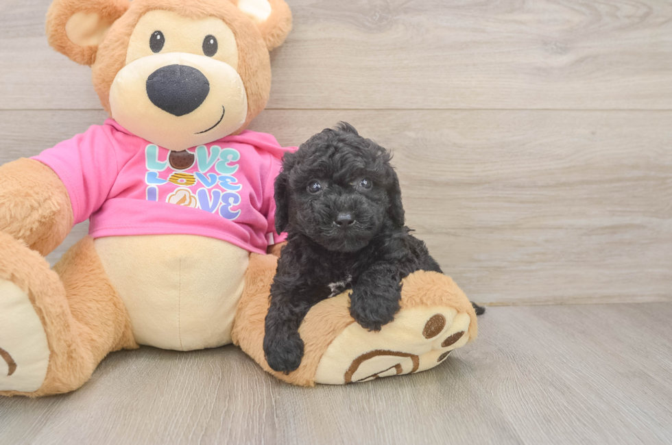 5 week old Poochon Puppy For Sale - Florida Fur Babies