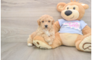 Best Poochon Baby