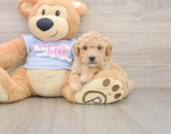 6 week old Poochon Puppy For Sale - Florida Fur Babies