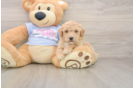 Poochon Puppy for Adoption
