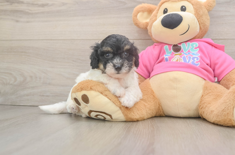 5 week old Poochon Puppy For Sale - Florida Fur Babies
