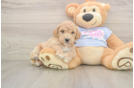 Little Bichpoo Poodle Mix Puppy