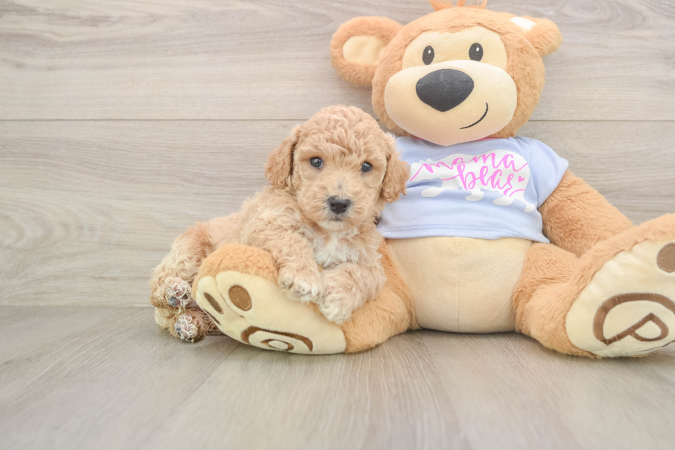 Little Bichpoo Poodle Mix Puppy